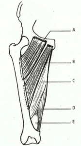 UE5 Anatomie